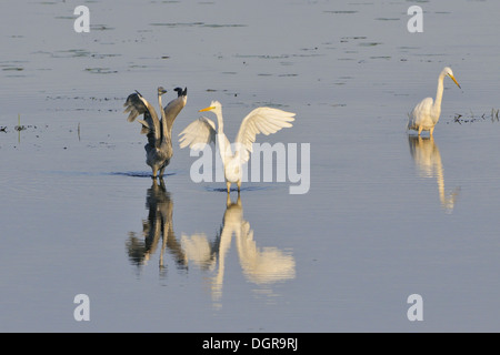 Grande Aigrette Héron Grand et Banque D'Images