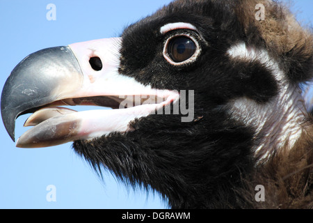 Close-up of cinereous vulture (platycnemis monachus) (noir) (vautour charognard eurasienne) Banque D'Images