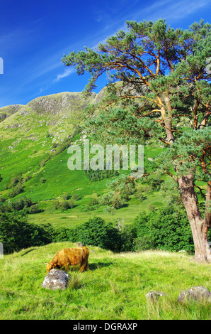 Glen Nevis avec vue sur Ben Nevis Banque D'Images