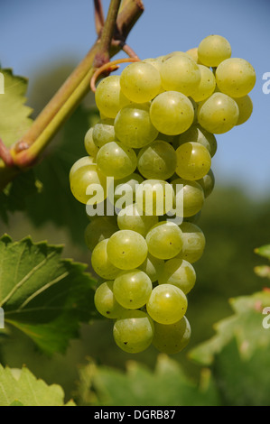 La vigne raisin Banque D'Images