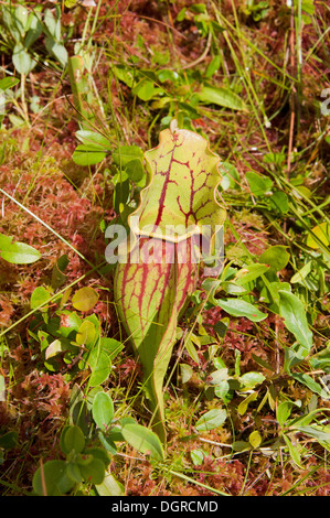 Un grand pichet plante poussant dans la mousse d'une tourbière. Banque D'Images