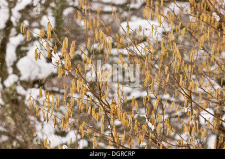 Les chatons de noisetier, Corylus avellana, à la fin de l'hiver, couverte de neige. Picos de Europa, Espagne Banque D'Images