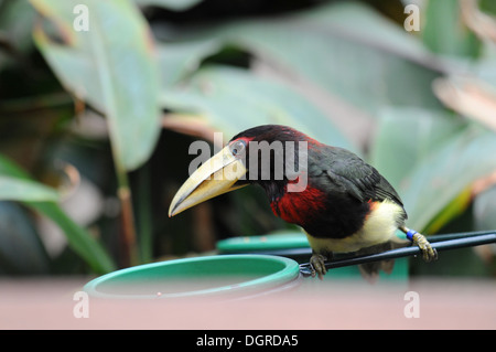 (Azara Pteroglossus Aracari à bec d'Ivoire) à Maison d'oiseau dans le Zoo de Philadelphie. Banque D'Images
