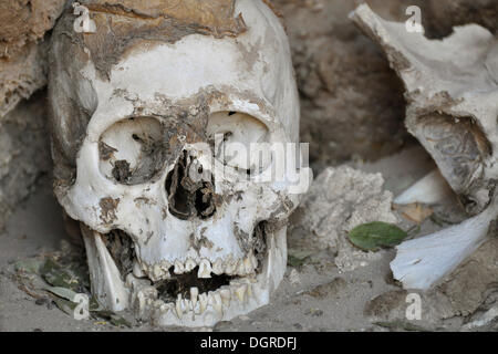 Crâne avec une feuille de coca sur un cimetière de momies, chauchilla, près de Nasca, désert d'Atacama, le Pérou, Amérique du Sud Banque D'Images