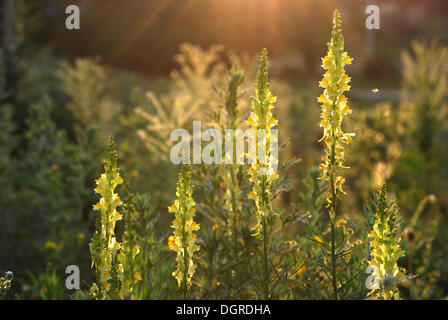 La linaire commune (Linaria vulgaris) Banque D'Images