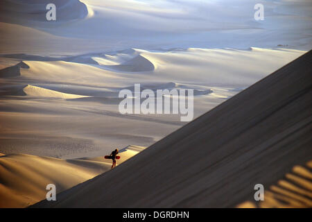 Sandboarder l'ascension d'une immense dune de sable avec son bureau, désert d'Atacama, oasis huacachina près d'Ica, Pérou, Amérique du Sud Banque D'Images