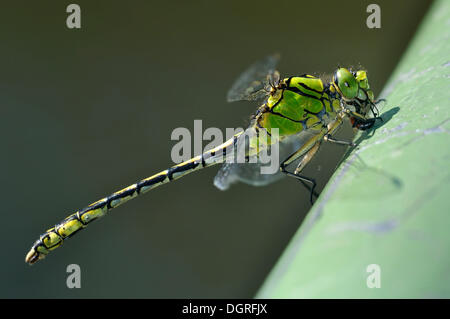 Arthropode Ophiogomphe Ophiogomphus cecilia (vert), l'ensemble du pays et très en danger espèces strictement protégées en Allemagne, l'annexe II de la Banque D'Images