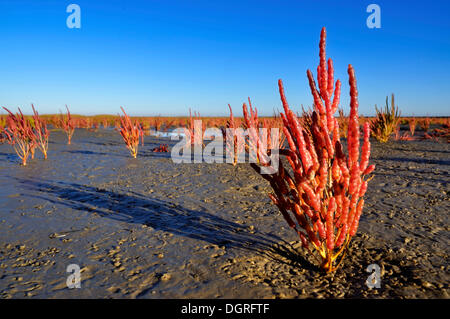 Saltwort à marée, végétation pionnière, la végétation du marais de sel (Salicornia), rouge en automne, estrans, norderfriedrichskoog Banque D'Images