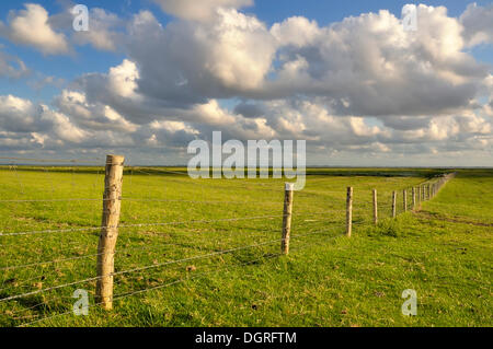 Clôture dans les plaines de neufelder koog, polder, estuaire de l'Elbe, la côte de la mer du Nord, Schleswig-Holstein mer des wadden parc national Banque D'Images