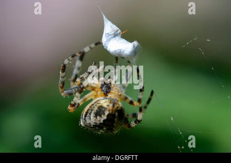 Jardin araignée ou orbweaver (araneus diadematus) conditionnement sa proie, près de lassahn, région du lac schaal Banque D'Images