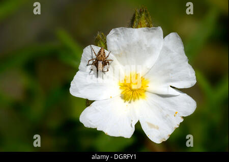 Ciste de Montpellier, Cistus Cistus monspeliensis (Montpellier) avec les araignées crabes (Thomisidae), Castel près de saint-florent Banque D'Images