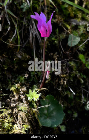 L'ALPIN, ou violet cyclamen (cyclamen purpurascens), forêt près de forci, Corse, France, Europe Banque D'Images