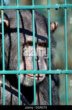 (Pan troglodytes chimpanzé commun), portrait, derrière les barreaux, tierpark, gettorf, Schleswig-Holstein, Allemagne Banque D'Images