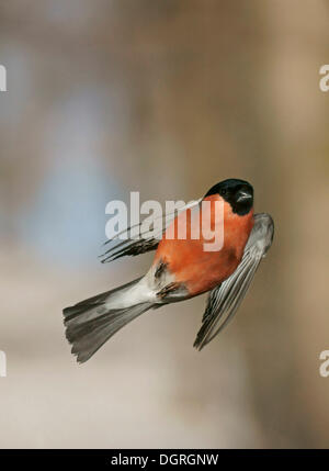Canard colvert femelle (Pyrrhula pyrrhula) en vol Banque D'Images