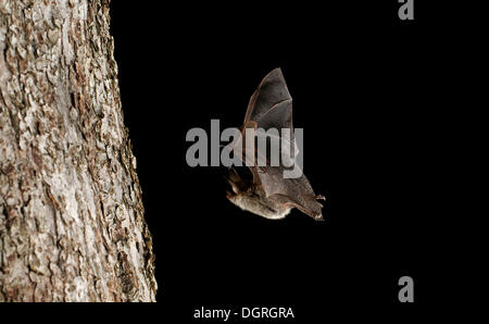 La bat (Bechstein Myotis bechsteinii) Banque D'Images