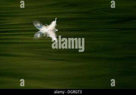 Feather flottant sur un lac Banque D'Images