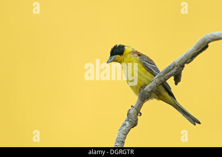 À tête noire (Emberiza melanocephala), Bulgarie, Europe Banque D'Images