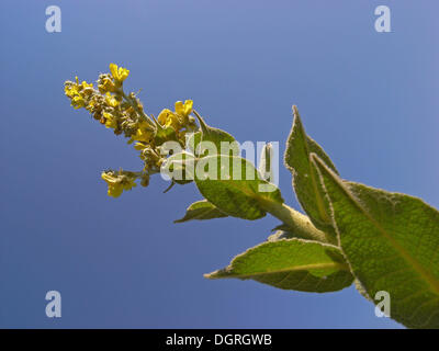 Molène à fleurs jaunes (Verbascum sp.) Bulgarie, Europe Banque D'Images