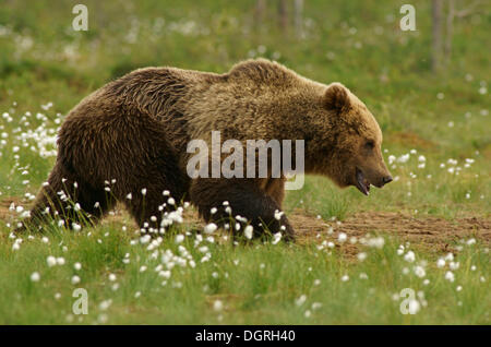 Ours brun (Ursus arctos), Carélie, Finlande, Europe Banque D'Images