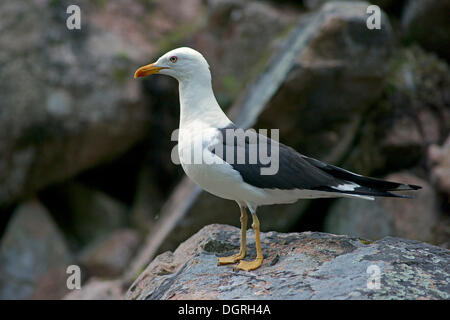 Moindre Goéland marin (Larus fuscus), Carélie, Finlande, Europe Banque D'Images