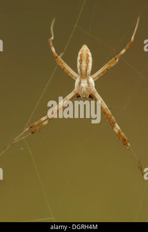 Argiope lobée (Ariope lobata), homme, la Bulgarie du nord, Bulgarie, Europe Banque D'Images