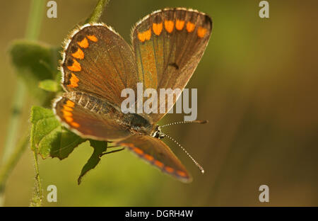 Argus brun Aricia agestis (papillon), la Bulgarie du nord, Bulgarie, Europe Banque D'Images
