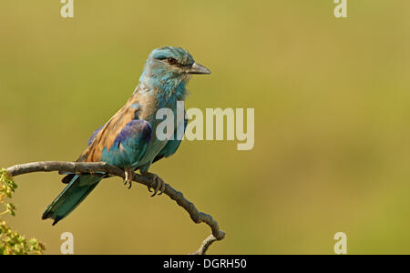 (Coracias garrulus European Roller) perché sur un point d'observation, de la Bulgarie, de l'Europe Banque D'Images