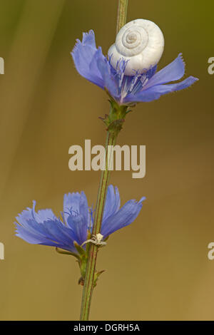 Helicellinae Heath (escargot) et une araignée Crabe (Thomisus onustus .) sur une politique commune de chicorées (Cichorium intybus), Bulgarie, Europe Banque D'Images