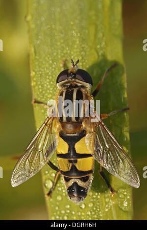 Helophilus pendulus Hoverfly (européenne), Bad Hersfeld, Hesse Banque D'Images