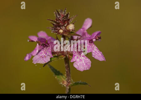 Marsh Woundwort (Stachys palustris), Bad Hersfeld, Hesse Banque D'Images