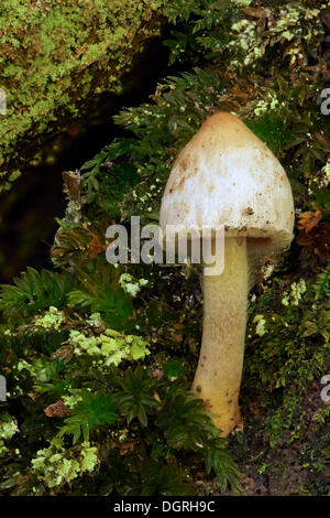 Inkcap ou Inky Pac (Coprinus sp.), Kassel, Hesse Banque D'Images