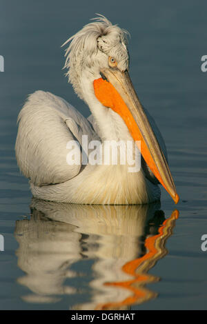 Pélican frisé (Pelecanus crispus), Lake Kerkini, Macédoine Centrale, Grèce Banque D'Images