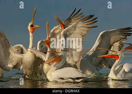 Les pélicans dalmates (Pelecanus crispus), groupe compétition pour poissons rejetées par les pêcheurs, le lac Kerkini, Macédoine Centrale, Grèce Banque D'Images