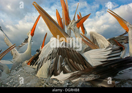 Les pélicans dalmates (Pelecanus crispus), groupe compétition pour poissons rejetées par les pêcheurs, le lac Kerkini, Macédoine Centrale, Grèce Banque D'Images