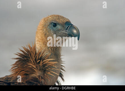 Vautour fauve (Gyps fulvus), Naturpark Siniens Kamani, Bulgarie Banque D'Images