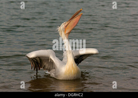 Pélican frisé (Pelecanus crispus), Lake Kerkini, Macédoine Centrale, Grèce Banque D'Images