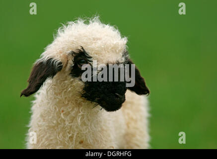 Le Valais (Ovis orientalis bélier), l'agneau, Bad Hersfeld, Hesse, Allemagne Banque D'Images