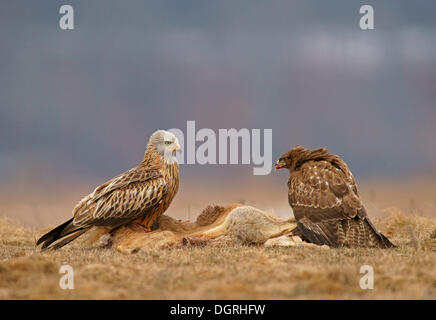 Buse variable (Buteo buteo) et d'un milan royal (Milvus milvus) avec la carcasse d'un cerf, Lake District Feldberg Banque D'Images