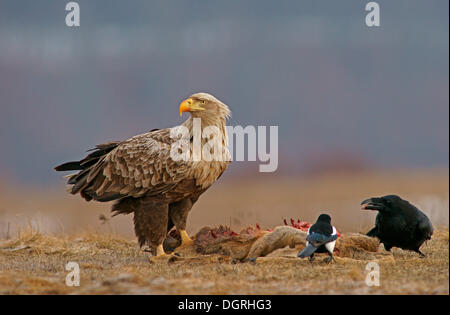 Pygargue à queue blanche ou la mer blanche (Haliaeetus albicilla), une pie bavarde (Pica pica) et le Corbeau (Corvus corax) avec la carcasse d'un Banque D'Images
