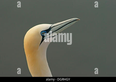 Fou de Bassan (Morus bassanus), portrait, Helgoland, Schleswig-Holstein, Allemagne Banque D'Images