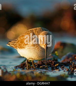 Le Bécasseau variable (Calidris alpina), Helgoland, Schleswig-Holstein, Allemagne Banque D'Images