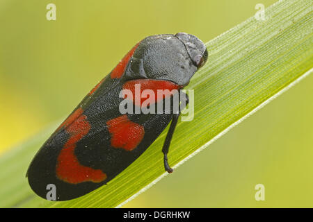 Black-et-rouge (Froghopper Cercopis vulnerata), Bad Hersfeld, Bad Hersfeld, Hesse, Allemagne Banque D'Images