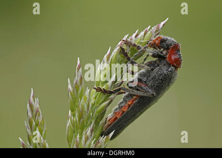 Soldat beetle (Cantharis rustica), Bad Hersfeld, Bad Hersfeld, Hesse, Allemagne Banque D'Images