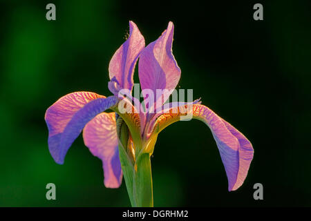 Iris de Sibérie (Iris sibirica), fleur, rétroéclairé, Asbach, Bad Hersfeld, Hesse, Allemagne Banque D'Images