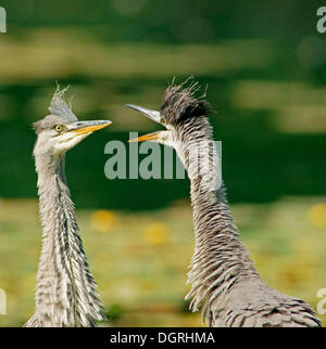 Deux hérons cendrés (Ardea cinerea), Göttingen, Göttingen, Basse-Saxe, Allemagne Banque D'Images