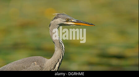 Héron cendré (Ardea cinerea), Göttingen, Basse-Saxe, Allemagne Banque D'Images