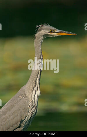 Héron cendré (Ardea cinerea), Göttingen, Göttingen, Basse-Saxe, Allemagne Banque D'Images