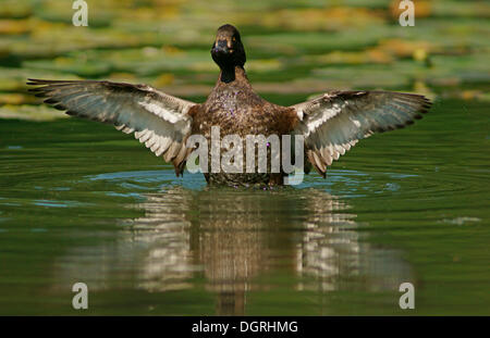 Fuligule morillon (Aythya fuligula), femme, Göttingen, Basse-Saxe, Allemagne Banque D'Images