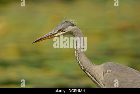 Héron cendré (Ardea cinerea), Göttingen, Göttingen, Basse-Saxe, Allemagne Banque D'Images