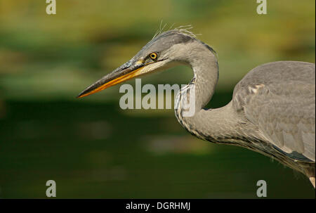 Héron cendré (Ardea cinerea), Göttingen, Göttingen, Basse-Saxe, Allemagne Banque D'Images